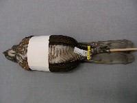 鳳頭蒼鷹藏品圖，第2張